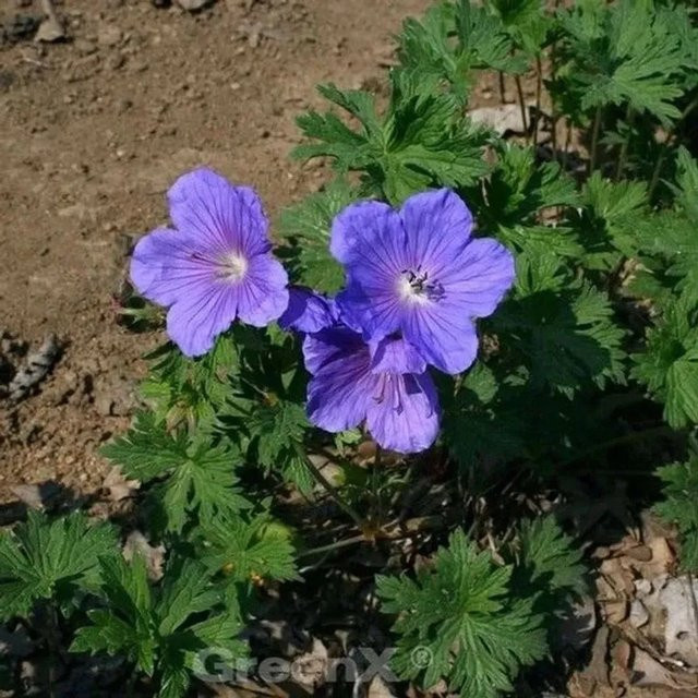 Geranium himalayense Baby Blue Himalayastorchschnabel als blaue Bodendecker-Staude für den Steingarten - Bild 1