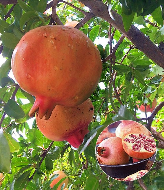 Frischer Granatapfel - Bild 1