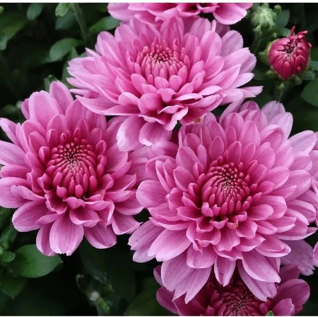 Winteraster Anastasia Chrysanthemum hortorum von Nr-01.de - Bild 1