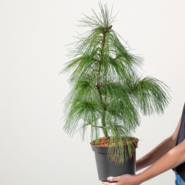 Schwerinkiefer Pinus schwerinii von BLUME2000 als Zierbaum für deinen Garten - Bild 1
