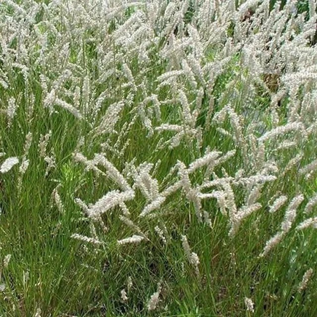 6er Set Arborix Perlgras Melica ciliata in 9 cm Töpfen, dekorative mehrjährige Pflanze in Grün und Weiß - Bild 1