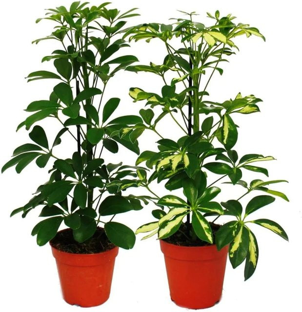 Exotenherz Strahlenaralie Duo Schefflera mit weißgrünem Laub, 2 Zimmerpflanzen im 12 cm Topf - Bild 1
