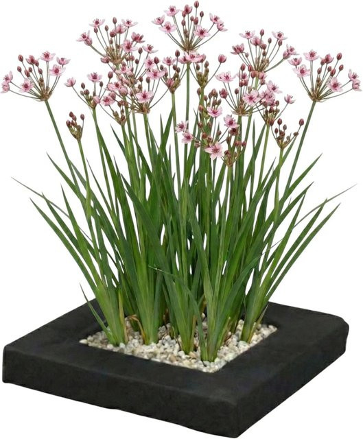 Vdvelde Schwimmende Pflanzeninsel mit 4 winterharten Schwanenblumen für deinen Teich in Multicolor - Bild 1