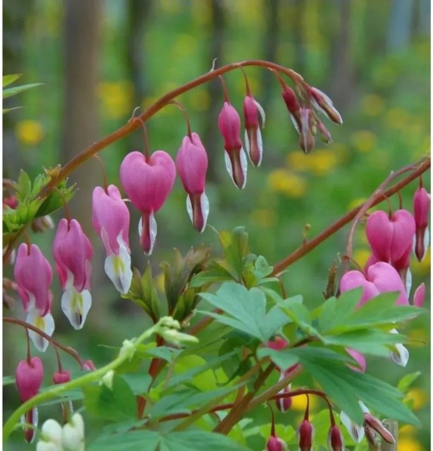 Dicentra formosa Stuart Boothman Tränendes Herz Stauden in Pink - Bild 1