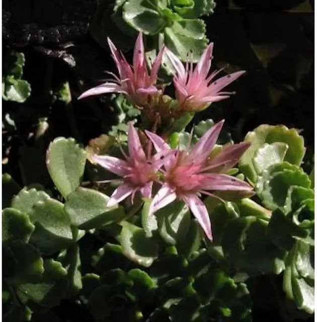 Sedum spurium Kaukasus Asienfetthenne Coccineum pink Bodendecker für Steingärten und Naturgärten - Bild 1
