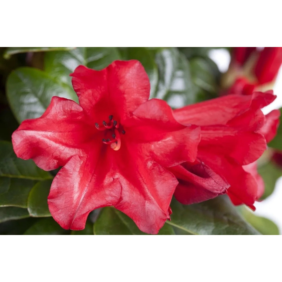 Rhododendron Repens Scarlet Wonder Zierstrauch in Leuchtend Rot, Höhe: 40–50 cm - Bild 2