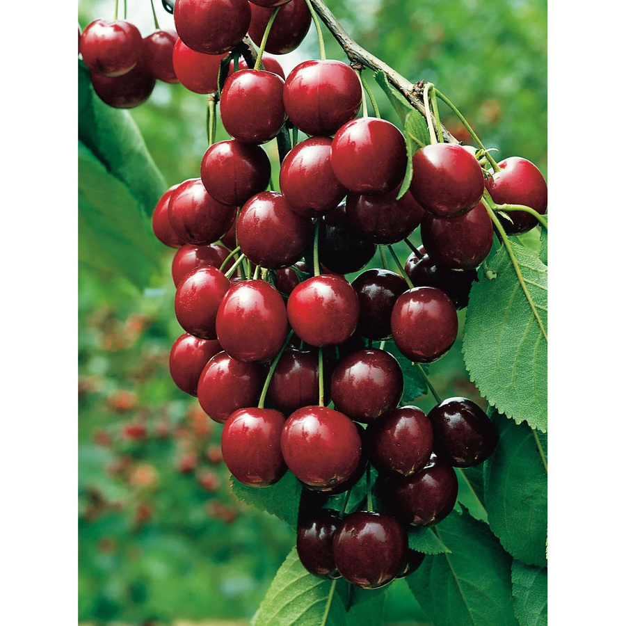 GROW by OBI Bio Sauerkirsche Morellenfeuer Prunus, Dunkelrot, Höhe: ca. 130 cm, Topf: ca. 7 l - Bild 2
