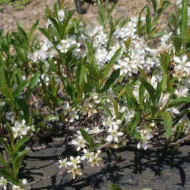 Arborix Sandkirsche Depressa Prunus pumila mit weißen Blüten im Container - Bild 1