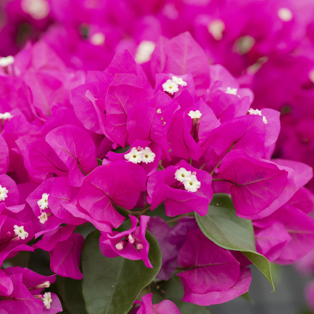 Bougainvillea Glabra Pink von BLUME2000 als blühende Kletterpflanze und Kübelpflanze für Balkon und Terrasse - Bild 1