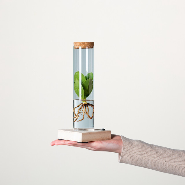 BLUME2000 Wasserpflanze Balsamapfel Rosea in grünem Reagenzglas mit LED-Beleuchtung - Bild 1