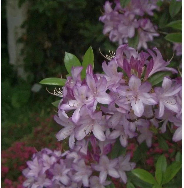 Rhododendron Govenianum Gartenpflanze von Nr-01.de Höhe: 30-40 cm - Bild 1