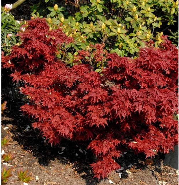 Fächerahorn Aratama Acer buergerianum roter Zierbaum für den Garten, Höhe: 40-60 cm - Bild 1