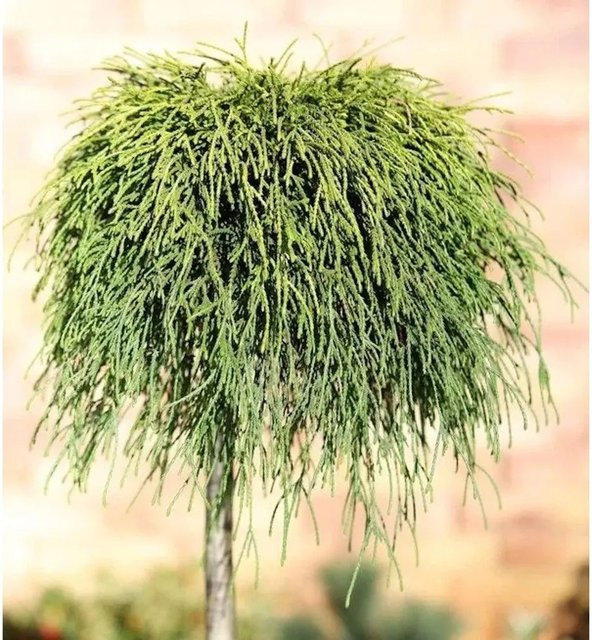 Gelbe Fadenzypresse Sungold Chamaecyparis pisifera Hochstamm als Koniferenbaum für Steingärten und Grabbepflanzung, Höhe: 80-100 cm - Bild 1