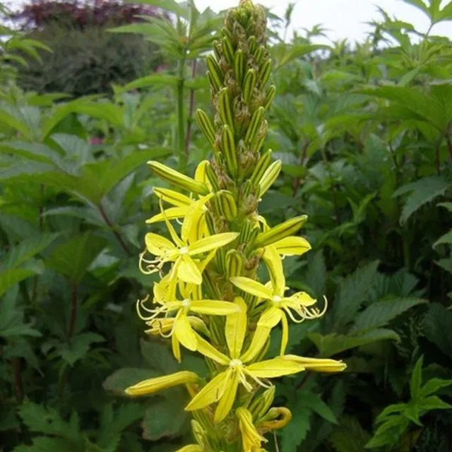 6er Set Arborix Junkerlilie Asphodeline mit gelben Blüten im 9 cm Topf - Bild 1