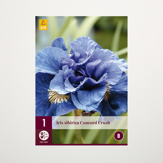 Sibirische Schwertlilie Concord Crush Knolle von BLUME2000 - Bild 1