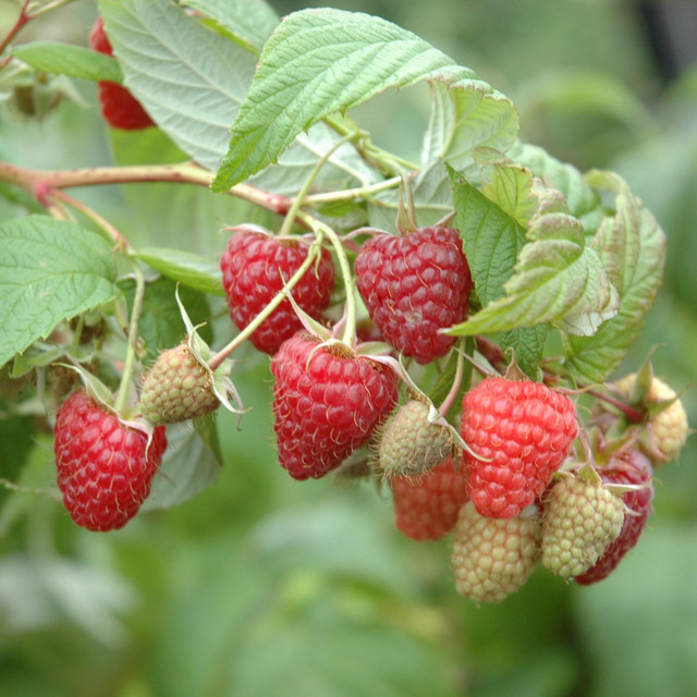BIO Himbeere Meeker Rubus idaeus von BLUME2000 - Bild 1