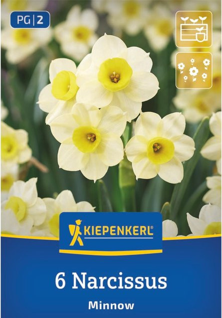Kiepenkerl Tazetten-Narzisse Minnow, gelb, 6 Zwiebeln - Bild 1