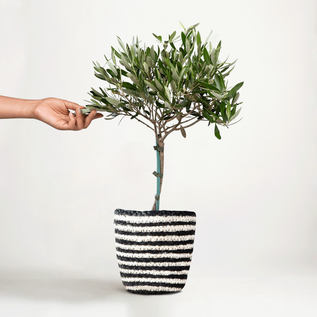Little Olive Olea europaea Olivenbaum als Stämmchen im Korb von BLUME2000 - Bild 1