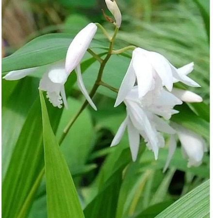 Bletilla striata Alba China Freiland Orchidee in Weiß von Nr-01.de