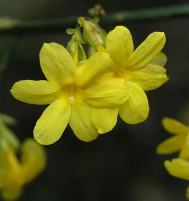 Winterjasmin Jasminum nudiflorum gelber Kletterstrauch von Die Nr-01.de, Höhe: 100-125 cm - Bild 1