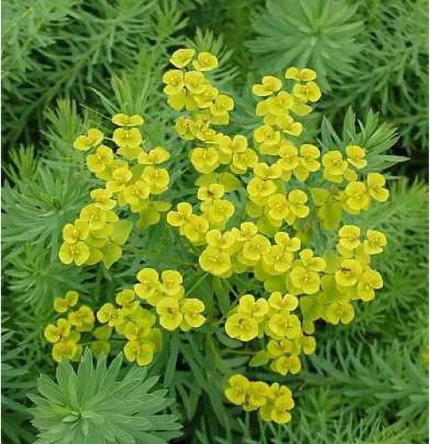 Steppen-Wolfsmilch Euphorbia seguieriana von Nr-01.de als mehrjährige Staude und Bodendecker für Steingarten oder Bauerngarten - Bild 1