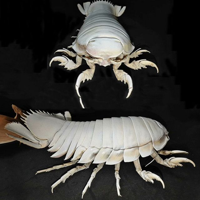 Bathynomus Giganteus Tierpräparatur ORIGIFTS Riesen-Isopod-Probenkollektion für die Heimdekoration und naturwissenschaftliche Bildung - Bild 1