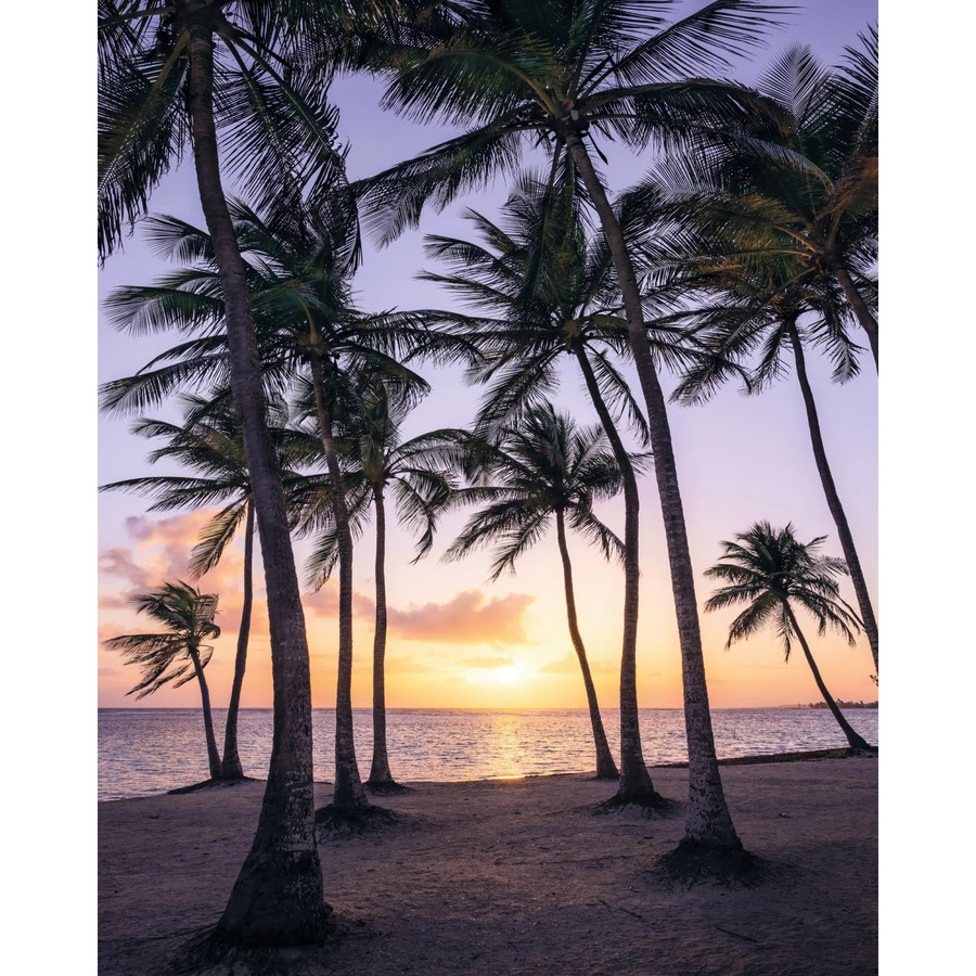Komar Fototapete Vlies Palmtrees on Beach Multicolor B: 200 cm, H: 250 cm - Bild 2