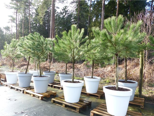 Pinus Pinea Mittelmeerkiefer von Grünwaren als Premium XL Stamm mit Pflanzkübel Durchmesser: 80 cm, Höhe: 250 cm, winterhart - Bild 1