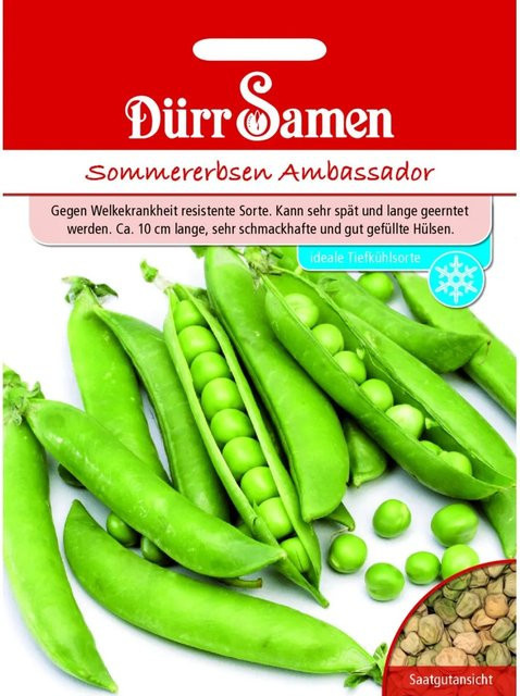 Dürr Samen Sommererbsen Ambassador Saatgut für den Gemüsegarten - Bild 1