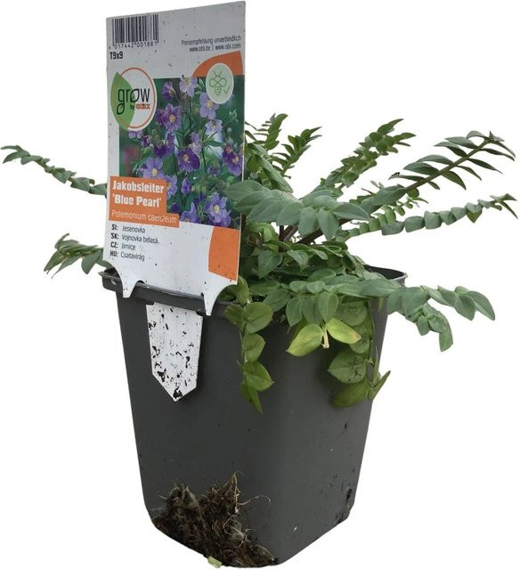 GROW by OBI Garten-Jakobsleiter Polemonium reptans Blue Pearl Blau Stauden Topf-Ø 9 x 9 cm - Bild 1