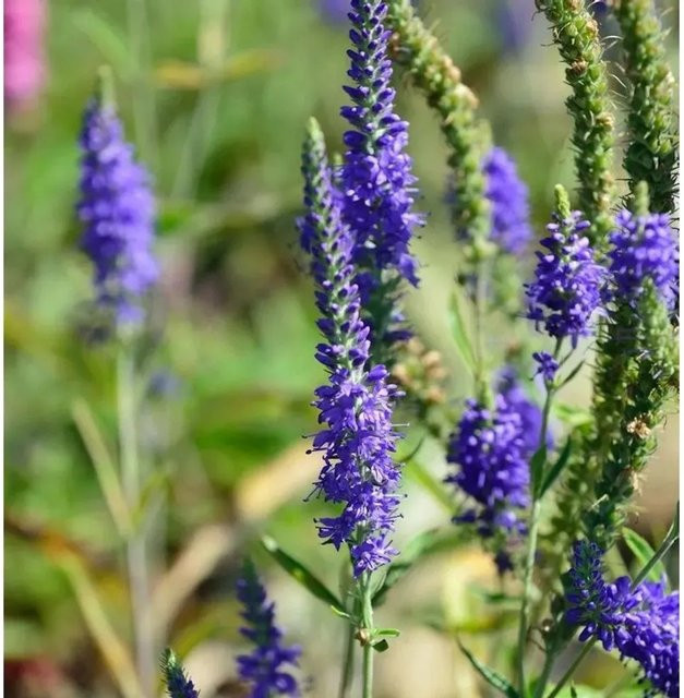 Polsterveronika Ulster Blue Dwarf Veronica spicata Blaue Staude zur Bodendeckung - Bild 1