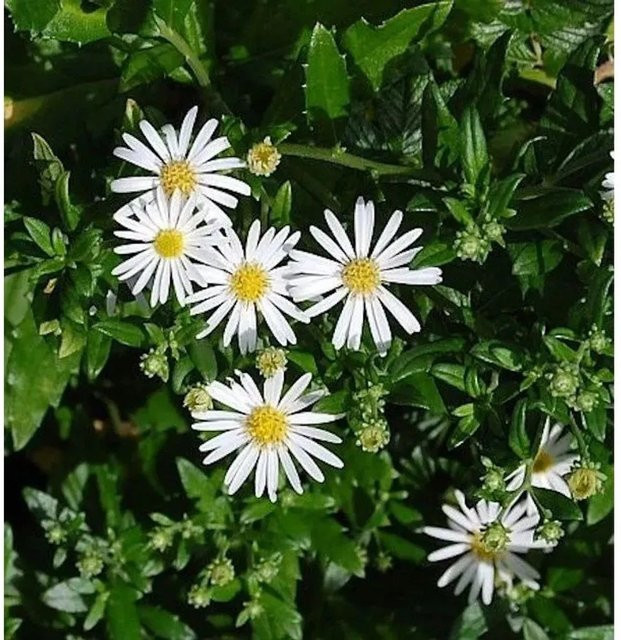 Wild Aster Ashvi Aster ageratoides mehrjährige Pflanze in den Farben Weiß, Gelb und Grün von Nr-01.de - Bild 1