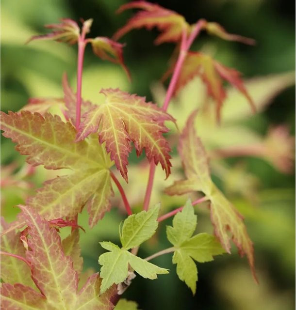Fächerahorn Acer palmatum Katsura als Zierbaum für den Garten, Höhe: 100-125 cm - Bild 1