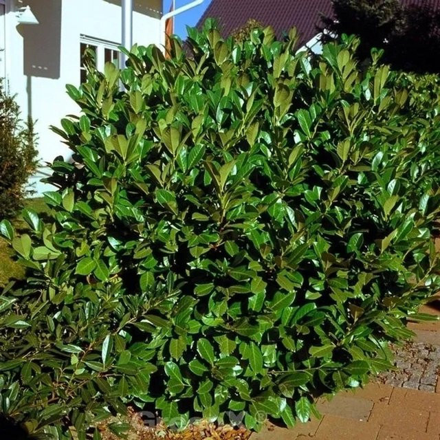 Kirschlorbeer Rotundifolia Prunus laurocerasus als grüne Heckenpflanze, Höhe: 100-125 cm - Bild 1