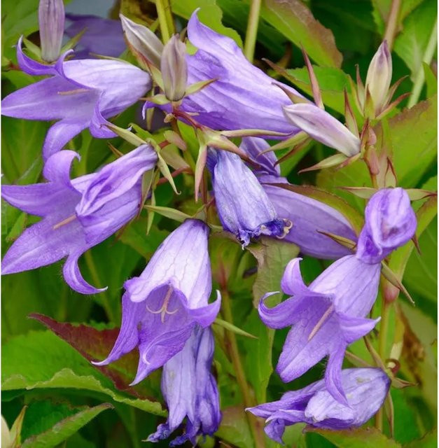Waldglockenblume Campanula atifolia als winterharte Staude für deinen Garten von Die Nr-01.de - Bild 1