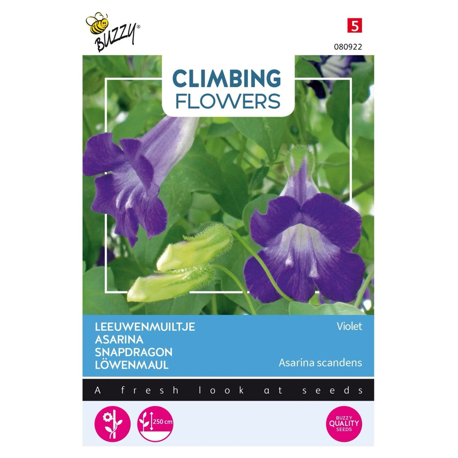 Arborix Kletter-Asarina Violet Buzzy Climbing Flowers mit ca. 10 Samen für Garten und Balkon - Bild 2