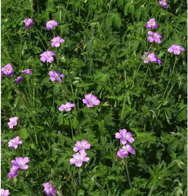 Storchenschnabel Claridge Druce Geranium oxonianum als pflegeleichte Stauden-Bodendecker für Beet und Steingarten - Bild 1