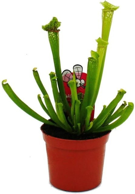 Exotenherz Sarracenia Leucophylla Fleischfressende Pflanze im 9cm Topf - Bild 1