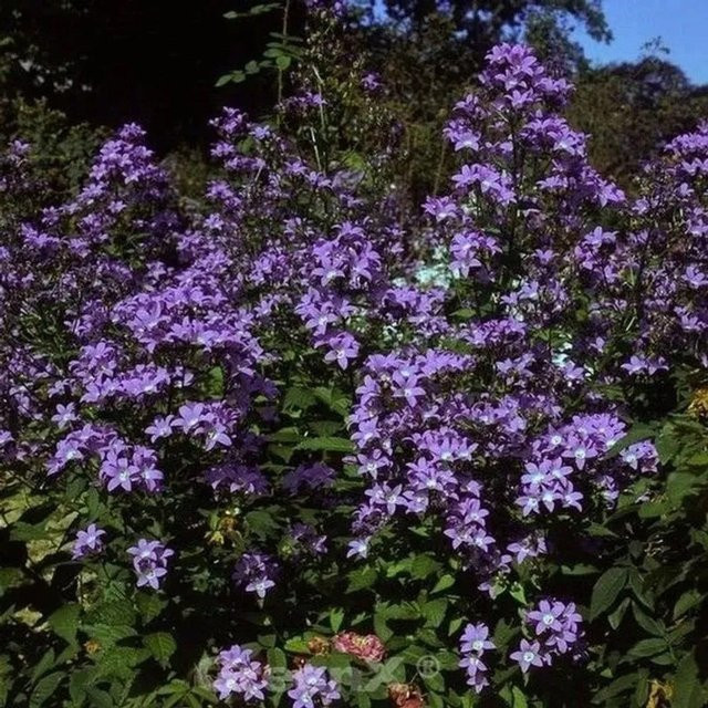 Doldenglockenblume Campanula actiflora als mehrjährige Pflanze für den Freilandbereich - Bild 1