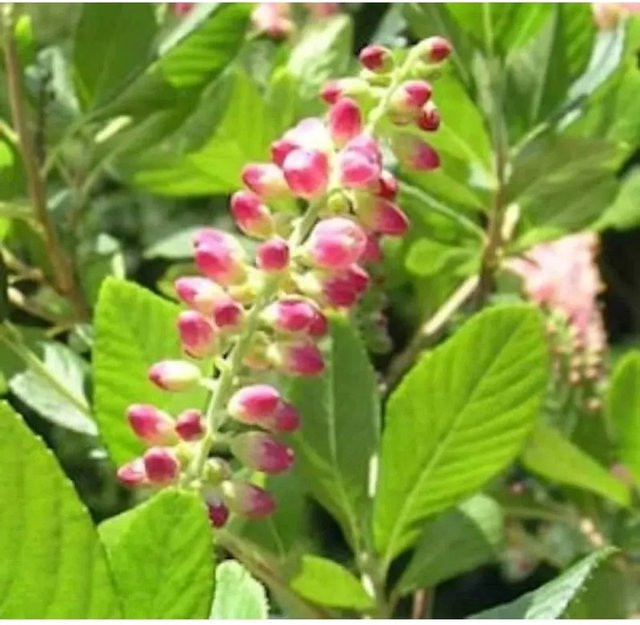 Silberkerzenstrauch Ruby Spice Clethra alnifolia in Weiß und Pink, Höhe: 40-60 cm - Bild 1
