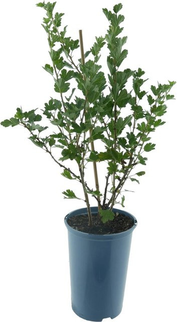 Bio Stachelbeere Ribes uva-crispa im Topf, pflegeleichter Beerenstrauch, Höhe: ca. 30-40 cm - Bild 1