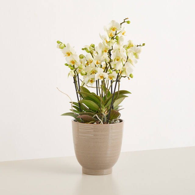 Bellissima Übertopf von BLUME2000 in Weiß für Zimmerpflanzen - Bild 1