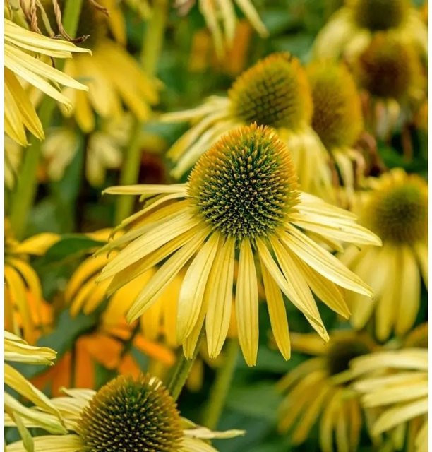 Sonnenhut Sunrise Echinacea purpurea als mehrjährige Schnittblumepflanze für den Garten - Bild 1