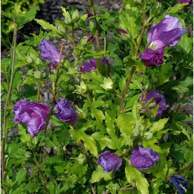 Garteneibisch Hibiscus Russian Violet in Violett als Zierstrauch für den Garten - Bild 1