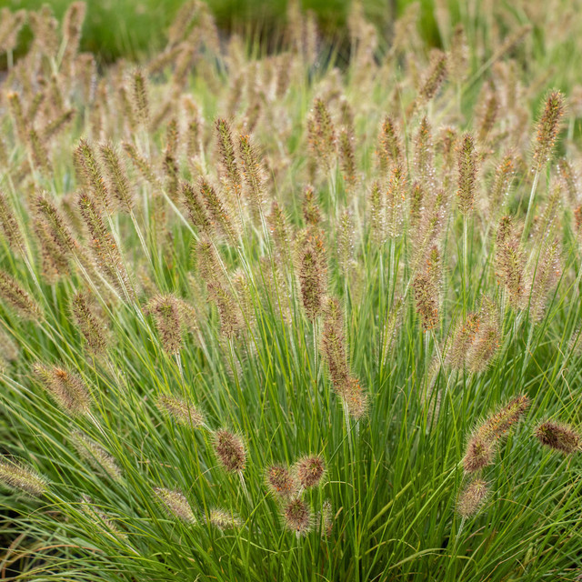 3er Set Lampenputzergras Hameln Pennisetum von BLUME2000 pflegeleichte Zierpflanze für Balkon und Kübel - Bild 1