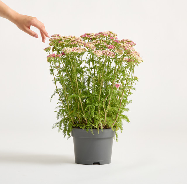 Pinkfarbene Schafgarbe von BLUME2000 als mehrjährige Zierpflanze für den Balkon oder Topf - Bild 1