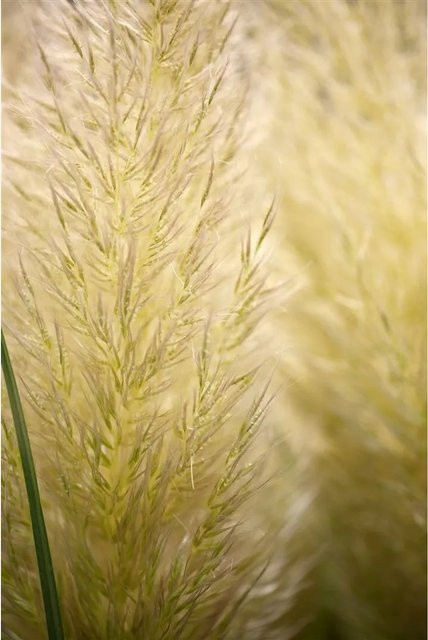 Cortaderia Selloana Evita Pampasgras Kompakt als mehrjährige Zierpflanze für den Außenbereich, 3-5 Liter - Bild 1