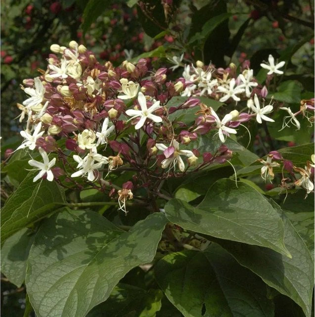 Japanischer Losbaum Clerodendrum trichotomum von Nr-01.de, Höhe: 100-125 cm, weiß und grün - Bild 1