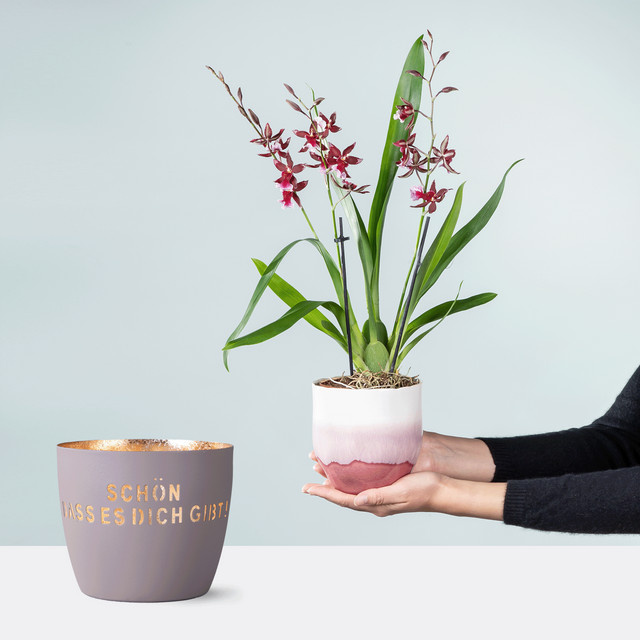 Cambria Orchidee von BLUME2000 in Topf, pflegeleicht, absonnig bis halbschattig - Bild 1