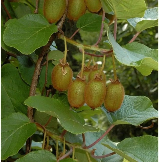 Selbstfruchtende Kiwi Issai Actinidia arguta als Kletterstrauch von Nr-01.de, Höhe: 60-80 cm - Bild 1